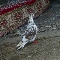 کفتر