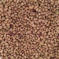 لوبیاچیتی ،درجه یک