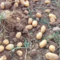 اکیپ 20نفره زرنگ کارگردزفولی دارم