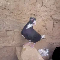 کفترقره سیاه نرکرمونی کاکلی