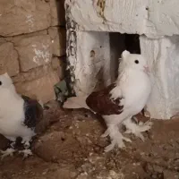 کفتر