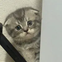 توله های ناز دوماهه