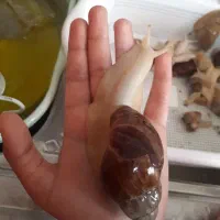 حلزون آلبینو