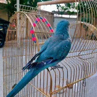 راهب آبی