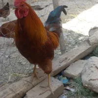 خروس