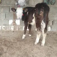 گوساله نر کورمادرزاد هم شیر میخوره هم علوفه