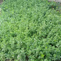 شمشاد سبز نشائی زمینی