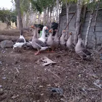 فروش قو قاز