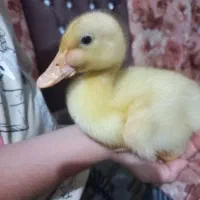 جوجه اردک