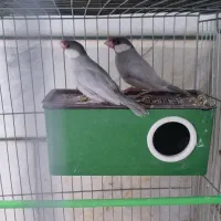 فنج نرگسی