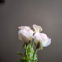 گلهای رز انعطافی