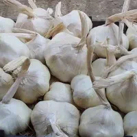 همدان سیر
