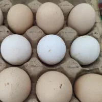 مرغ تخم گذار