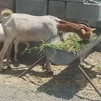 بز فاریاب