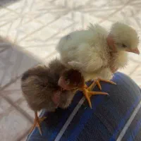جوجه ترکیبی ویاندوت و گردن لخت