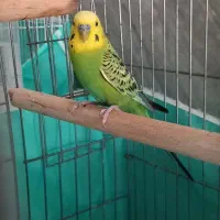 مرغ عشق نر