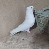 کبوتر سفید ماده