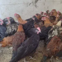جوجه 5ماهه خونگی