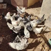 مرغ گلین تخم گذار