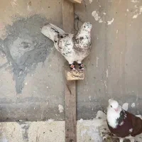 چند جفت کفتر پرشی و زینتی