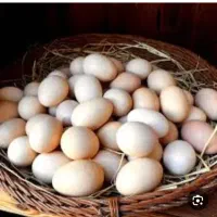 تخم مرغ تازه نطفه دار امروز تعداد محدود