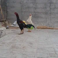 تخم  مرغ لاری