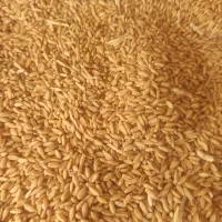 خریدار جو گندم سیب زمینی شیمیایی سیر