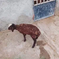 بره ماده