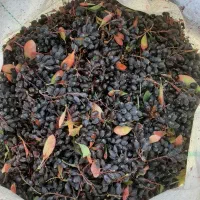 زرشک کوهی
