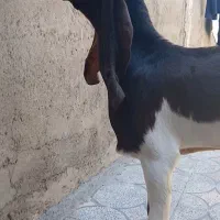 بز نر پاکستانی