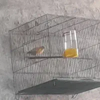قناری دهن سهره سفت