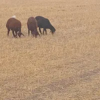 بره
