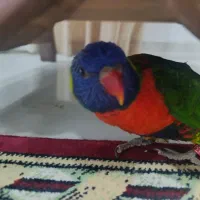 طوطی