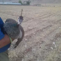 فروش طاووس