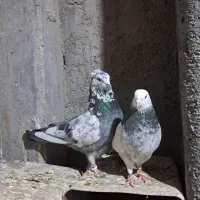 کبوتر