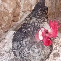 خروس|حیوانات مزرعه|کازرون, |دیوار