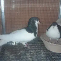 کفتر پرشی