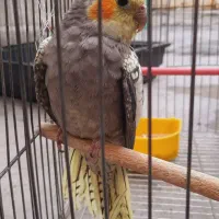 جوجه عروس هلندی