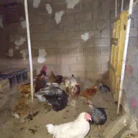 مرغ وخروس