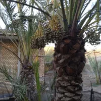 نخل برحی منیوحی