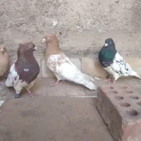 کبوتر کله ای زرد سیاه سرخ