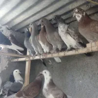 جوجه کفتر پرشی دهن قرص
