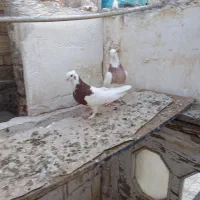 کبوتر کفتر طوقی، ابلق گلی، سفید