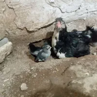 مرغ گلین با جوجه