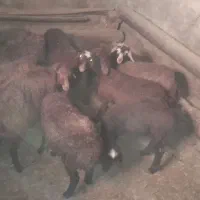 سلام بره ماده داشتی