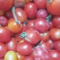 گوجه  فلفلی