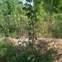 کار ساده جهت نهالستان