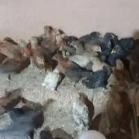 جوجه درجه یک واکسن خورده ۴۰روز