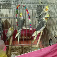 عروس هلندی سخن گو
