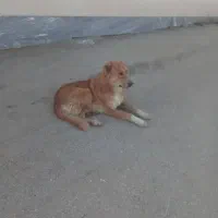 سگ یک برف گله ای